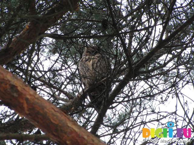 SX02859 Long-eared owl (Asio Otus) in 'Owl tree' Soesterduinen
